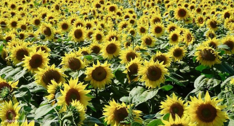 Campos de Girassóis