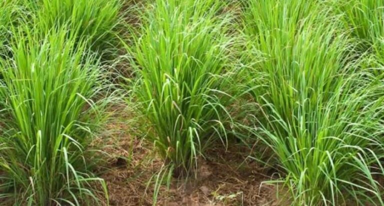 Capim-santo – benefícios e propriedades medicinais