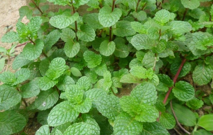 Hortelã: benefícios e como plantar
