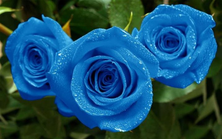 Rosa azul e seus significados