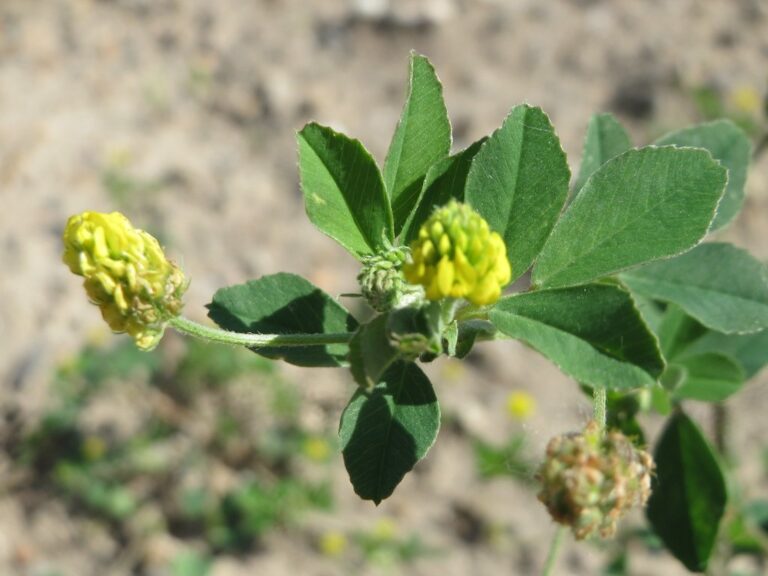 Eríssimo, a erva-dos-cantores