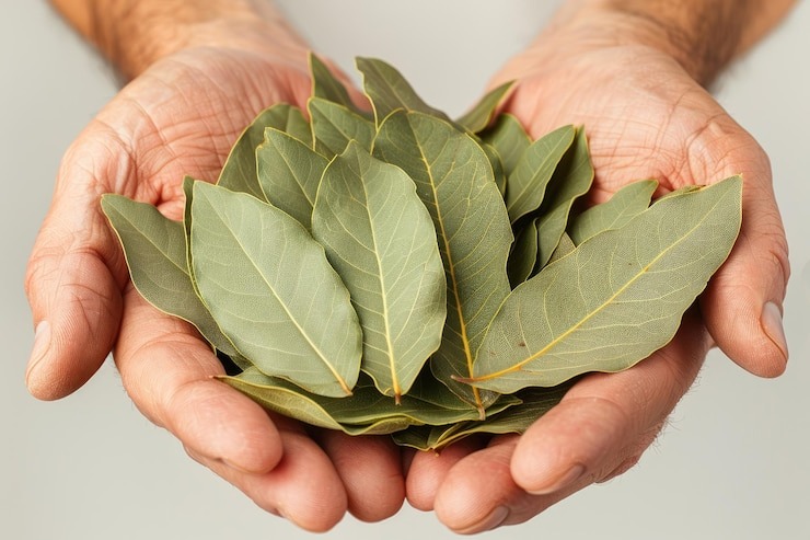 Folhas de louro, para que serve