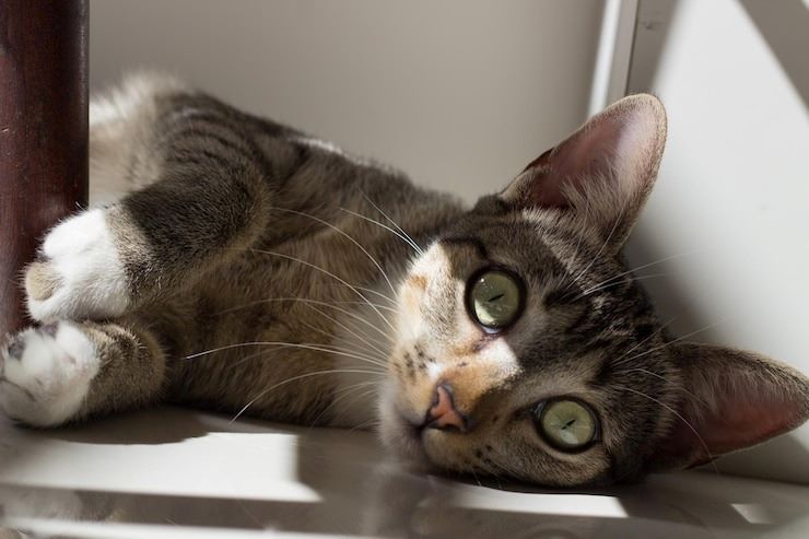 Qual significado de cada miado dos gatos