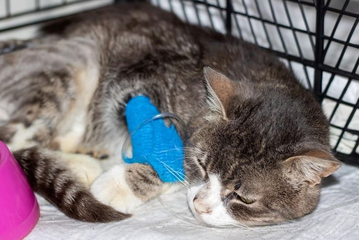 seu gato está com dores. As mudanças comportamentais do gato são a principal pista de que algo não vai bem e que ele pode estar com dores