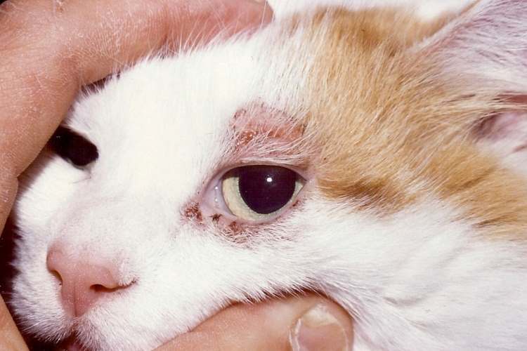 Alergias, um desafio para os cães