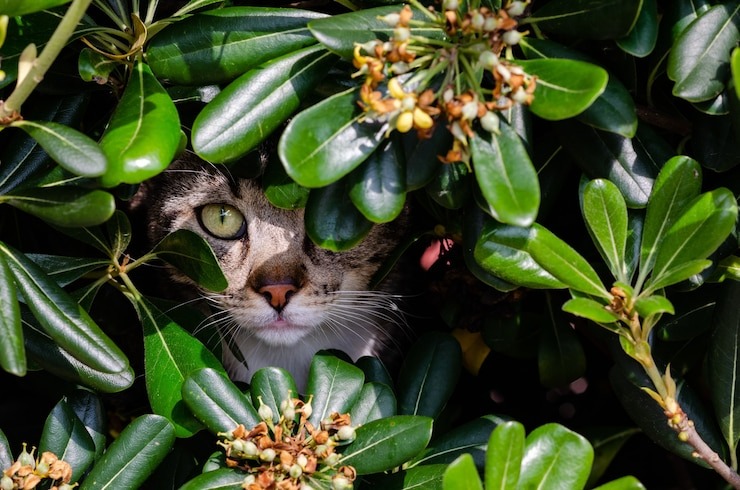 Conheça algumas Plantas tóxicas para pets, seus sintomas e os primeiros socorros necessários, dependendo de cada planta: