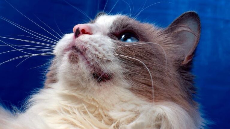 Acne felina: Entenda o que é, e aprenda a evitar esse problema