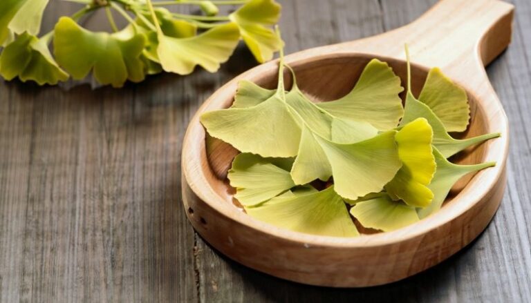 Benefícios do Ginkgo Biloba