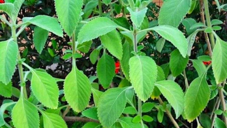 Descubra o poder medicinal do Boldo