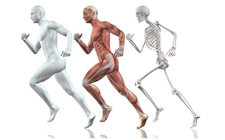 Novo efeito do HIIT no músculo esquelético