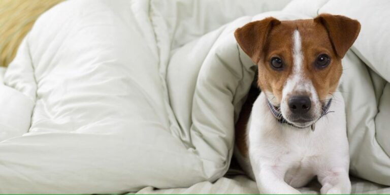 Aqui estão algumas dicas para ajudá-lo a lidar com diferentes tipos de Acidentes Domésticos com Pets.