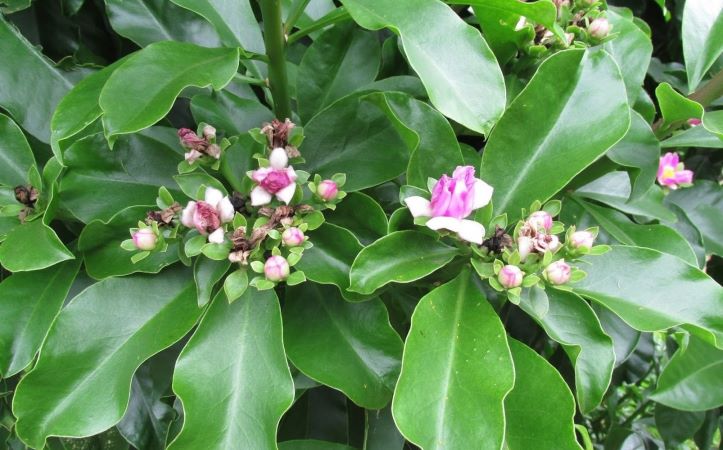 Ora-Pro-Nóbis: Um Guia Completo