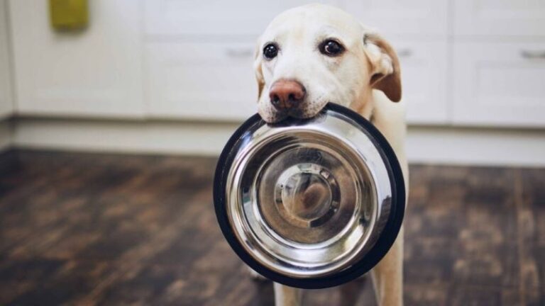 Alimentos úmidos na dieta do seu pet