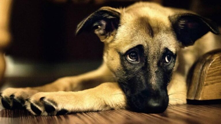 Sinais de Ansiedade em Cães