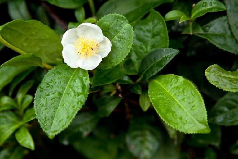 Camellia Sinensis e Seus Benefícios