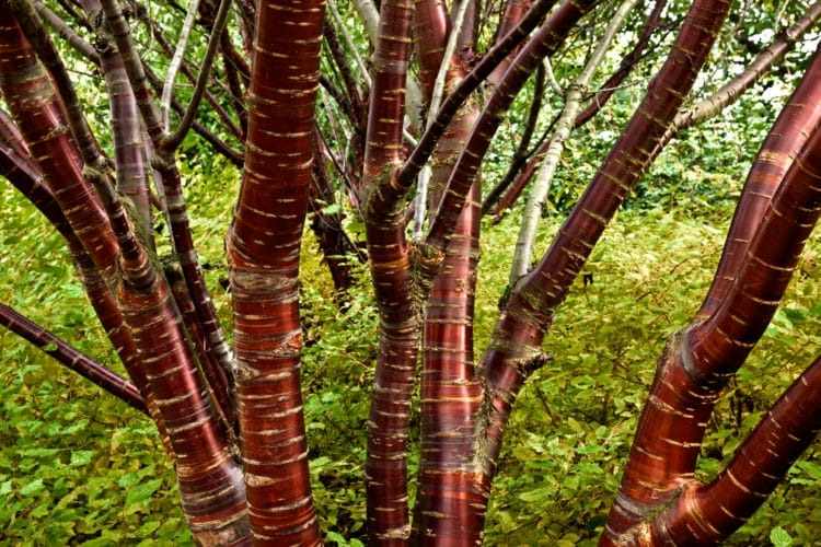 A Prunus serrula, popularmente conhecida como cerejeira tibetana ou cereja de casca de bétula