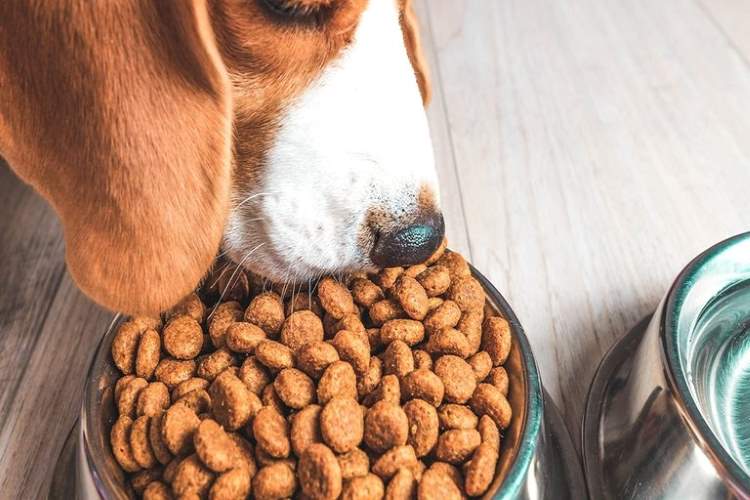 Principais Alimentos que Causam Alergias em Cães e Gatos e Como Evitá-los. Saiba mais acessando nosso site