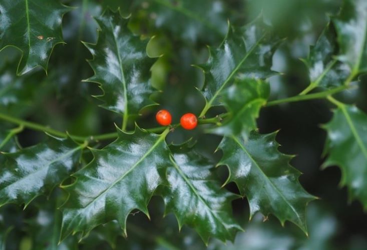 Apesar de seus inúmeros benefícios, o consumo excessivo de espinheira santa pode causar alguns efeitos colaterais