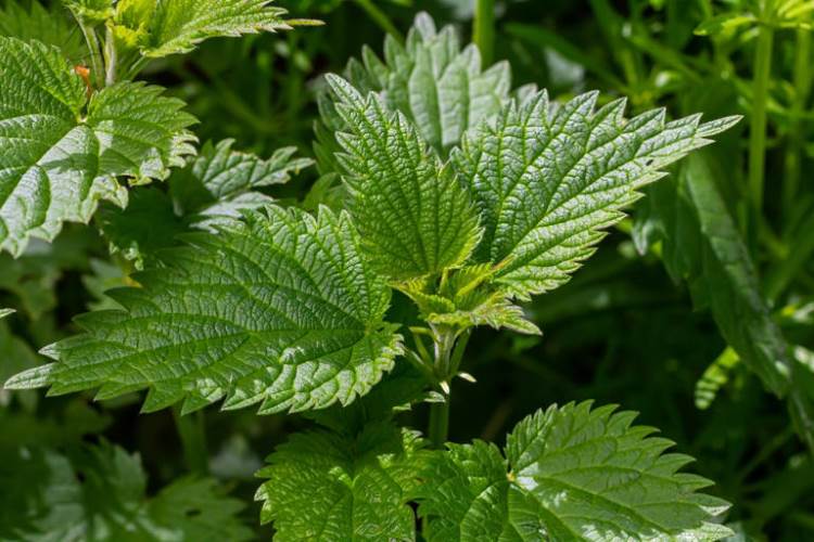 Urtiga: O Tesouro Escondido do Jardim. lembre-se de que ela é muito mais do que uma simples erva daninha. Saiba mais em nosso site