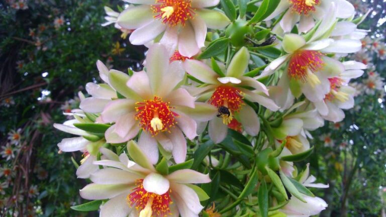 Cultive Sua Própria Ora-pro-nóbis em Casa e Tenha Sempre Folhas Frescas à Disposição! Saiba mais em nosso site