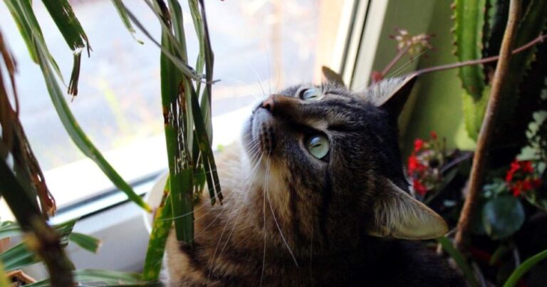 Plantas Tóxicas para Animais de Estimação. detalhamos as principais plantas perigosas, os sintomas de intoxicação e como prevenir problemas.