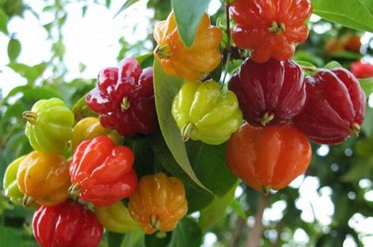 Pitanga: Azedinha mas nutritiva. A pitanga é uma fruta nutritiva e saborosa que também é relativamente fácil de cultivar.