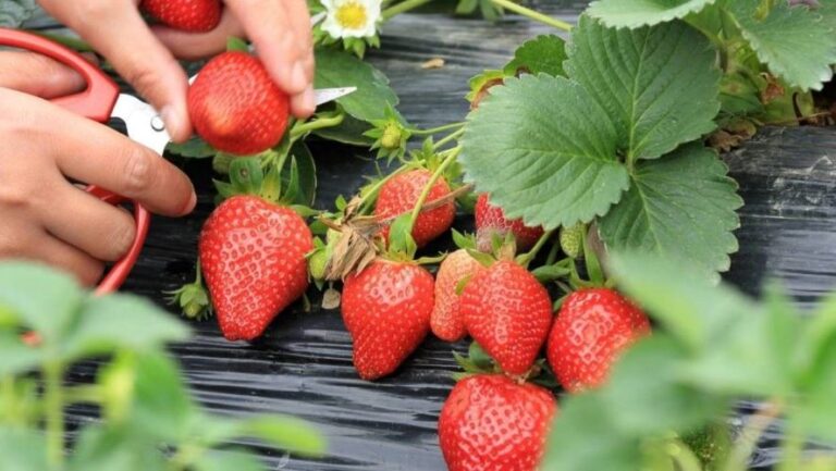 Você joga fora as folhas do morango? Pare agora mesmo! O que muita gente não sabe é que as folhas do morango são comestíveis