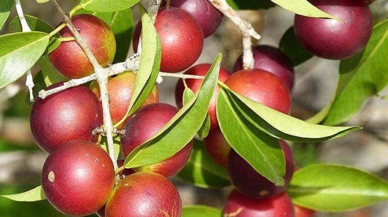 Descubra a camu-camu, a fruta brasileira que supera a laranja em vitamina C! Conheça seus benefícios e como consumir essa potência