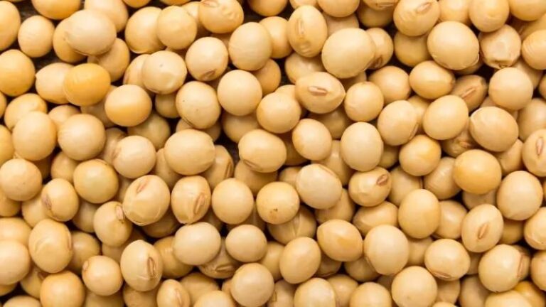 Alimentos Ricos em Proteínas. uma seleção de alimentos que podem ser incorporados à sua dieta para garantir a ingestão adequada de proteínas.