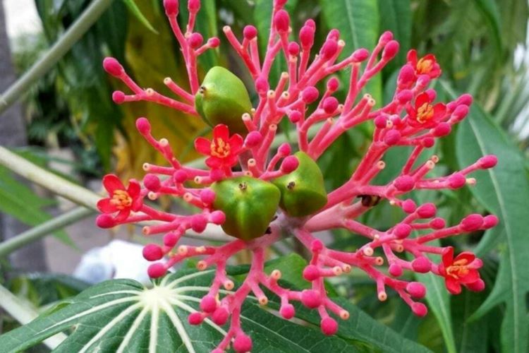A Jatropha multifida, ou Merthiolate Natural, é uma planta de destaque tanto pela sua estética quanto pelas suas propriedades medicinais.