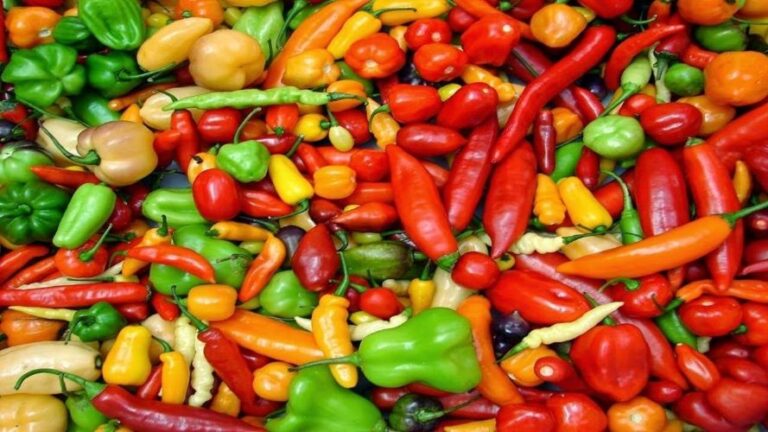 A Importância da Pimenta para o Sistema Imunológico, é possível aproveitar ao máximo seus benefícios para a saúde.
