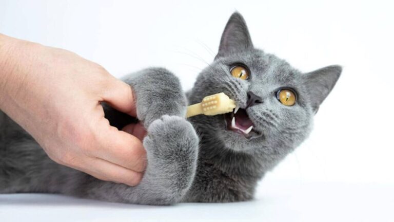 Sorrisos Felinos Saudáveis: Guia Completo de Cuidados com a Saúde Bucal do Seu Gato. Saiba mais acessando nosso site