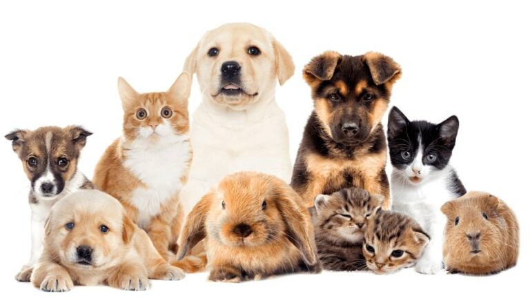 Histórias Inspiradoras de Pets que Mudaram Vidas. Essas histórias são apenas algumas entre milhões que acontecem diariamente em todo o mundo.