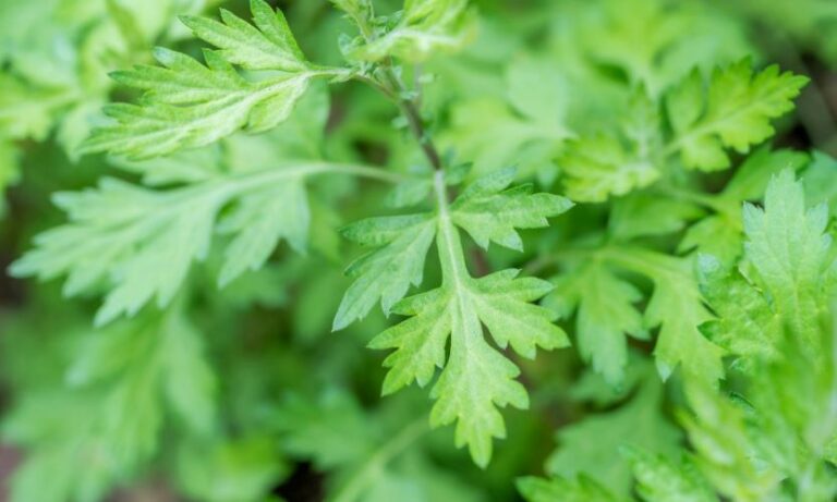 Benefícios da Artemísia. um exemplo notável de como a natureza oferece soluções eficazes para a prevenção e o tratamento de doenças.