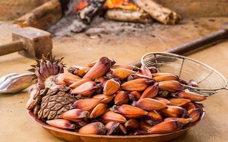 Pinhão: Benefícios Comprovados para a Saúde, O pinhão, semente da Araucária, é um alimento típico das regiões Sul e Sudeste do Brasil