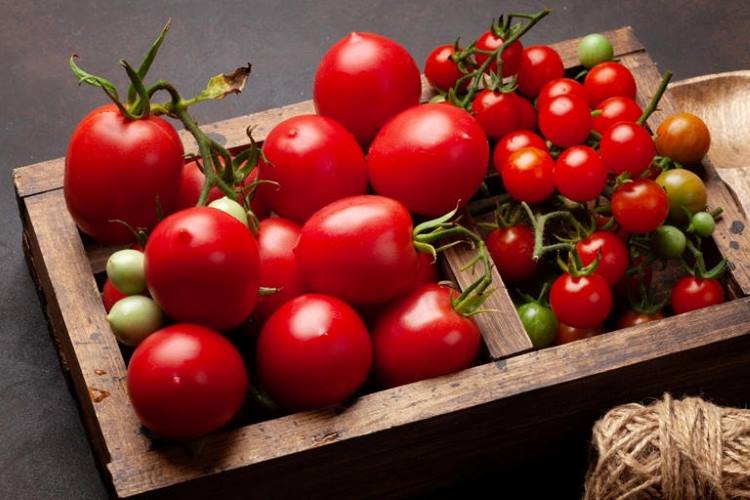 Como Conservar Tomates Corretamente. Conservar tomates da maneira correta é essencial para preservar o sabor, a textura e os nutrientes
