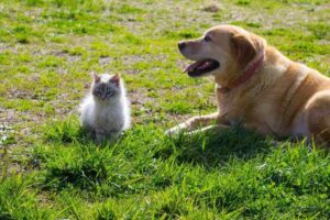 A socialização de filhotes é um dos pilares fundamentais para a formação de um cão equilibrado, confiante e sociável.