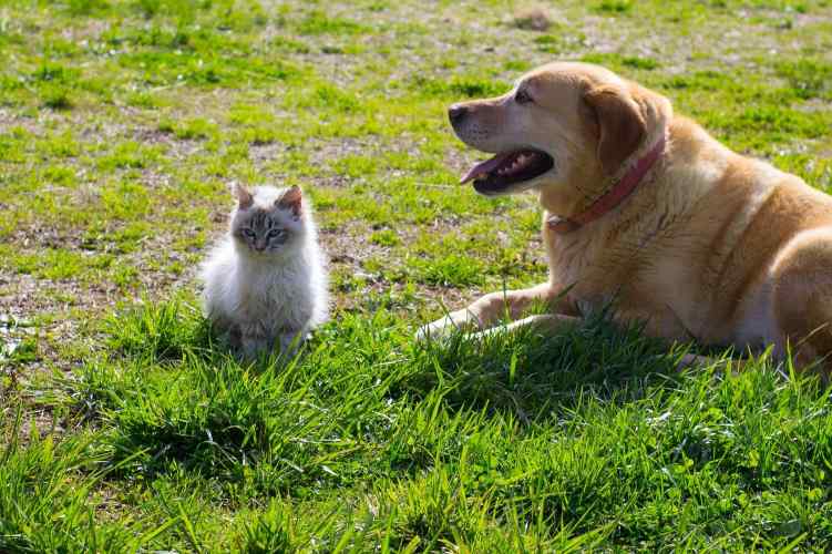 A socialização de filhotes é um dos pilares fundamentais para a formação de um cão equilibrado, confiante e sociável.