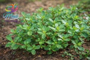 A beldroega (Portulaca oleracea) é uma planta frequentemente considerada erva daninha, encontrada em quintais, jardins e hortas.