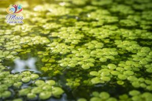 A lentilha-d’água é uma planta flutuante minúscula que cresce na superfície de lagos, lagoas e reservatórios de água doce.