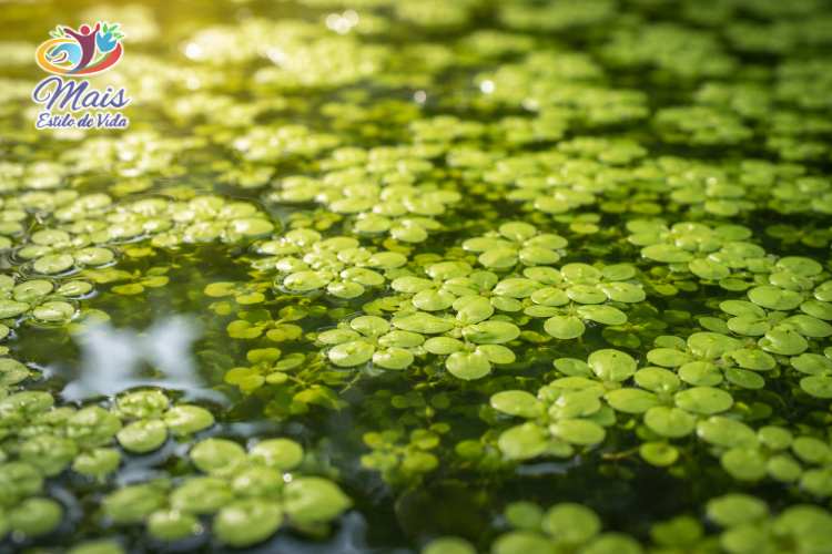 O que é a Lentilha-D’água