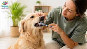 Cuide da saúde bucal do seu pet. Saiba como prevenir problemas dentários, identificar sinais de alerta e tratar doenças periodontais.