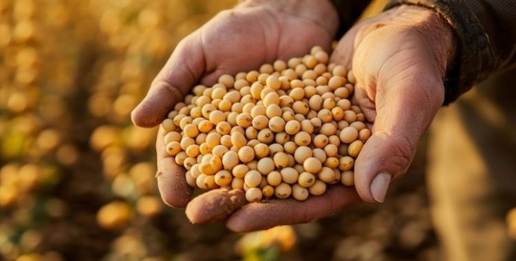 4 benefícios da soja para corredores