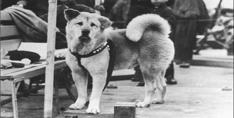 A História de Hachiko