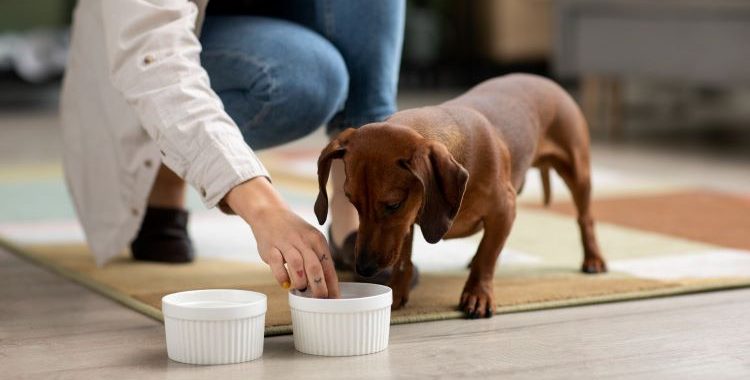 A Importância dos Minerais Orgânicos na Nutrição Pet