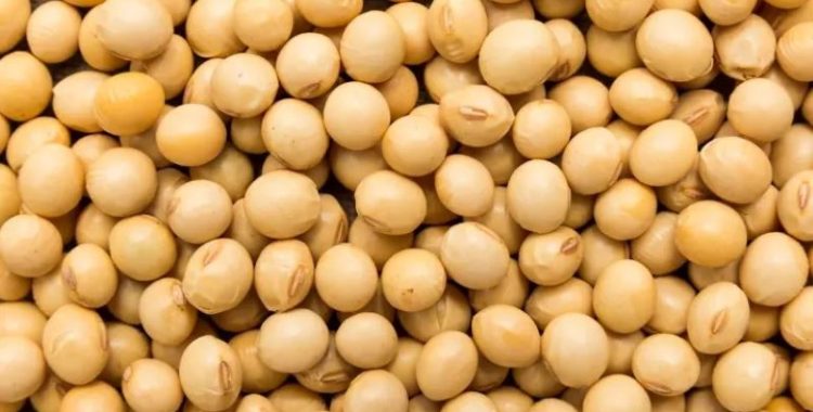 Alimentos Ricos em Proteínas Alimentos Ricos em Proteínas. uma seleção de alimentos que podem ser incorporados à sua dieta para garantir a ingestão adequada de proteínas.