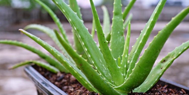 Babosa – A Planta Milagrosa