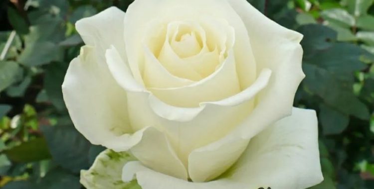 Benefícios do Chá de Rosa Branca