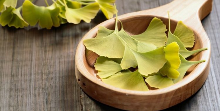 Benefícios do Ginkgo Biloba