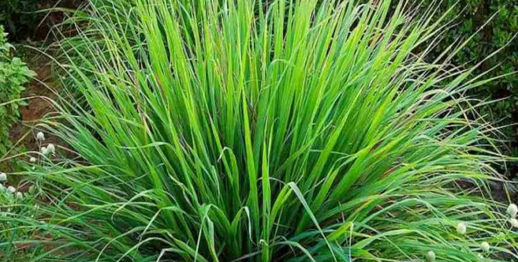 Capim-santo, ou Capim-limão e Erva-cidreira